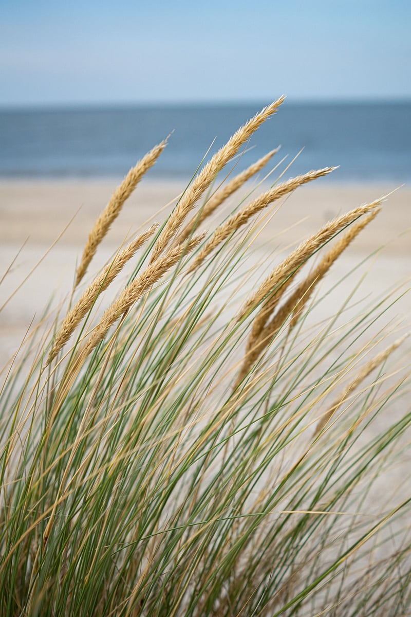 Beachfronts